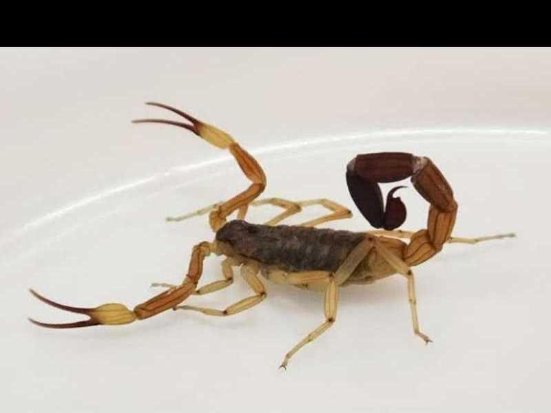 Prevención ante la presencia de alacranes