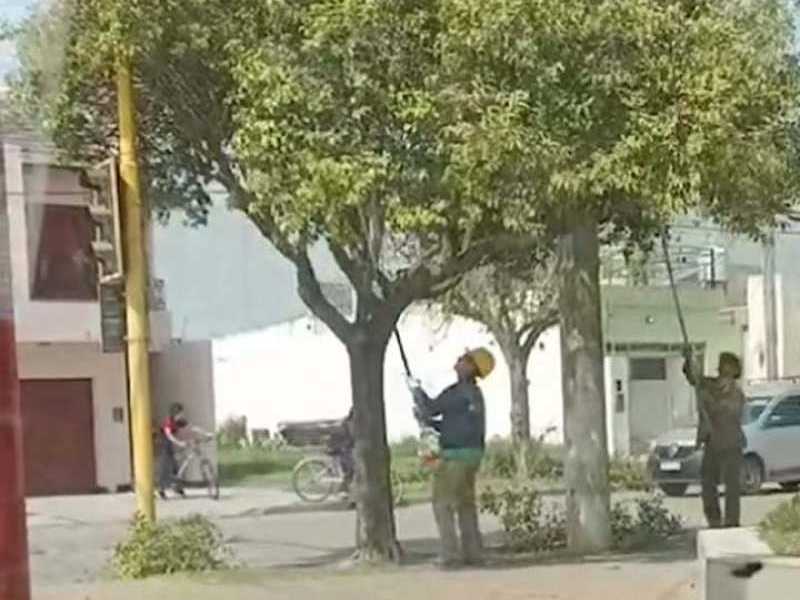 Regulación de la poda en el espacio público